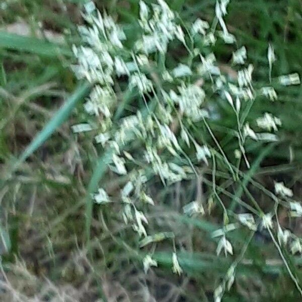 Agrostis capillaris Flower