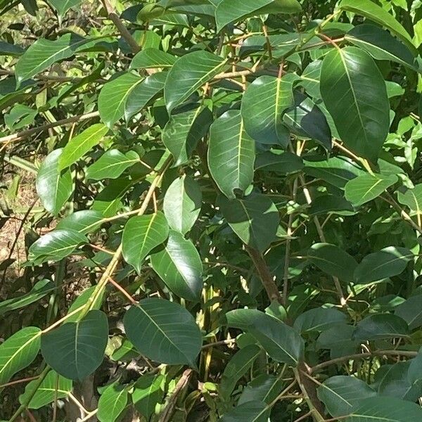 Ficus citrifolia Hostoa