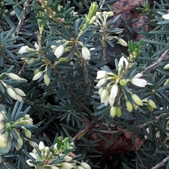 Erica arborea Fiore