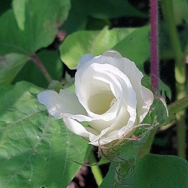 Gossypium herbaceum Flower