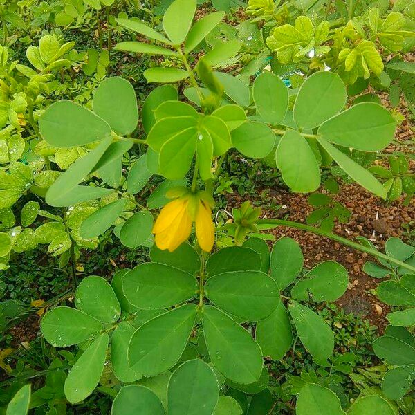 Senna obtusifolia Цвят