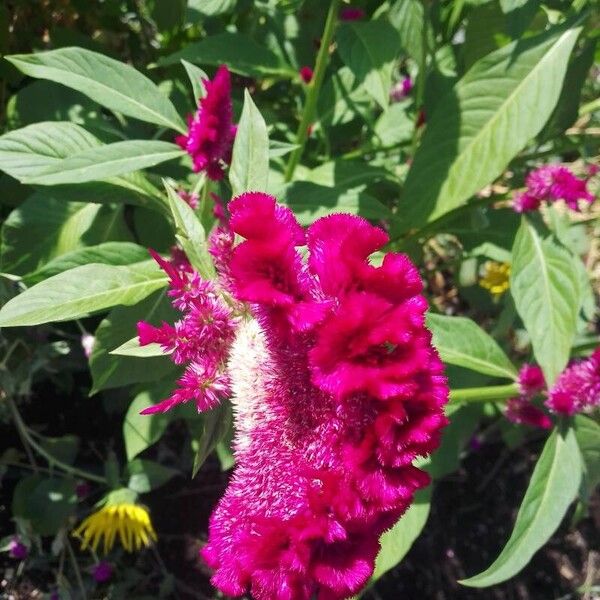 Celosia argentea Blüte