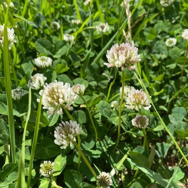 Trifolium repens Кветка