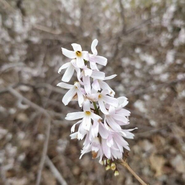 Abeliophyllum distichum Kukka