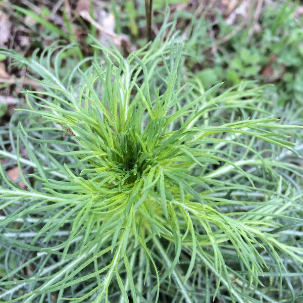 Ipomopsis rubra (Skyrocket)