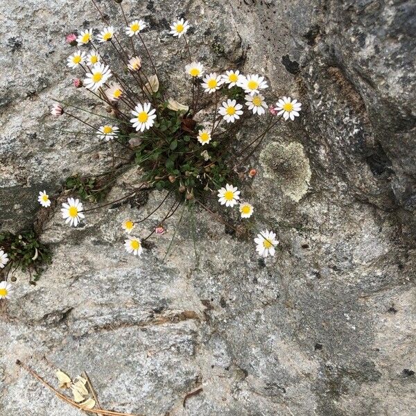 Bellium bellidioides Habit