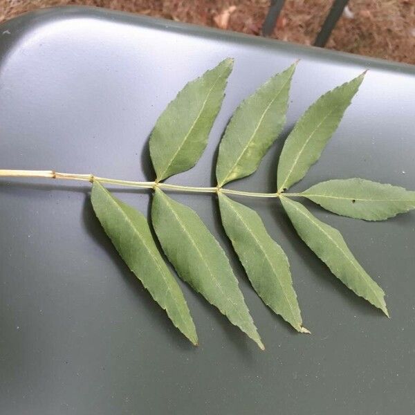 Fraxinus angustifolia Feuille