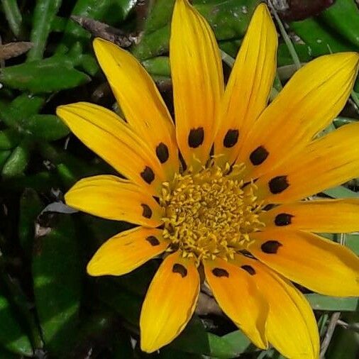 Wyethia angustifolia Fiore