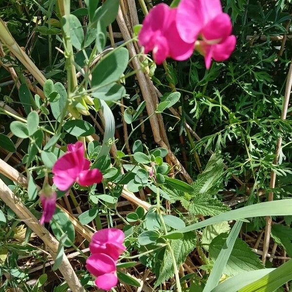 Lathyrus tuberosus Vekstform