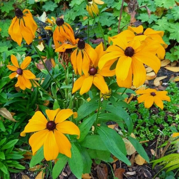 Rudbeckia hirta ശീലം