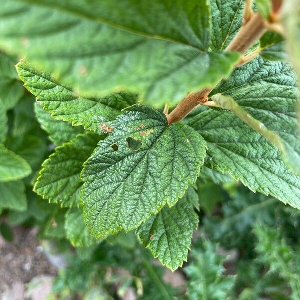 Spiraea tomentosa Leaf