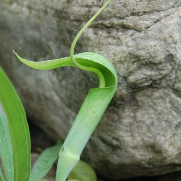 Arisaema tortuosum অভ্যাস