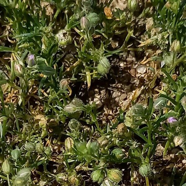 Spergularia rubra Ffrwyth