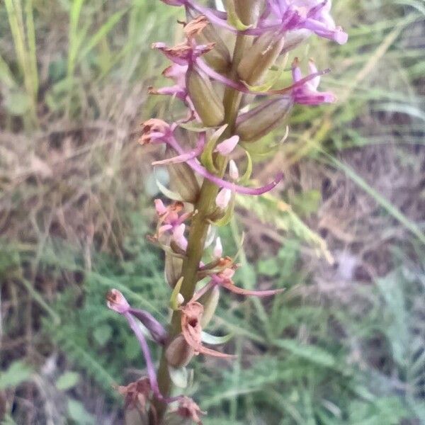 Gymnadenia conopsea Blüte