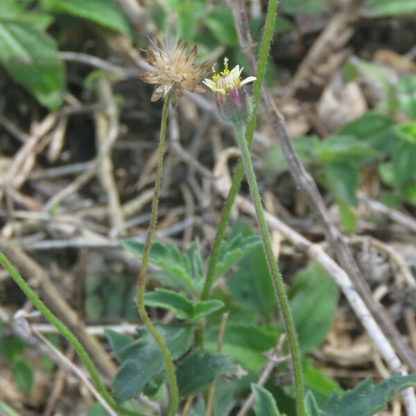 Tridax procumbens Fruit