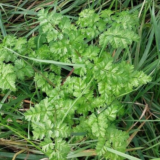 Anthriscus cerefolium Leaf