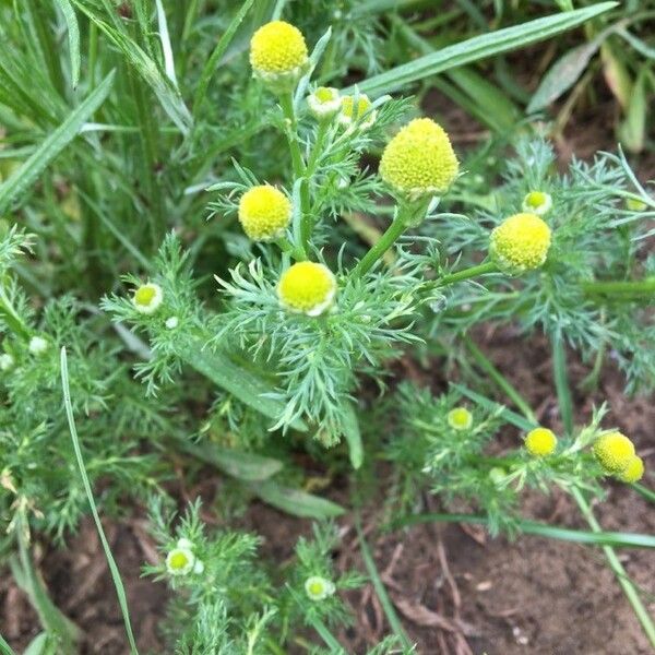 Matricaria discoidea Flower