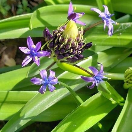 Scilla peruviana Цвят