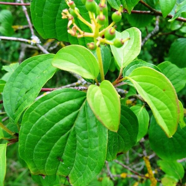 Cornus sanguinea Листок