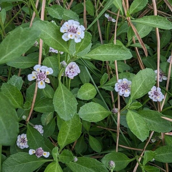 Phyla nodiflora Blomst