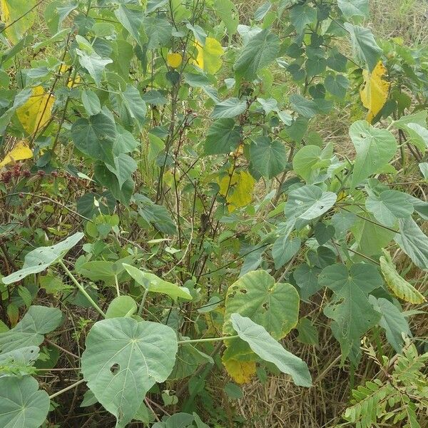 Abutilon exstipulare Elinympäristö