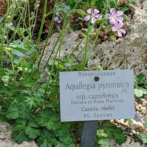 Aquilegia pyrenaica Leaf