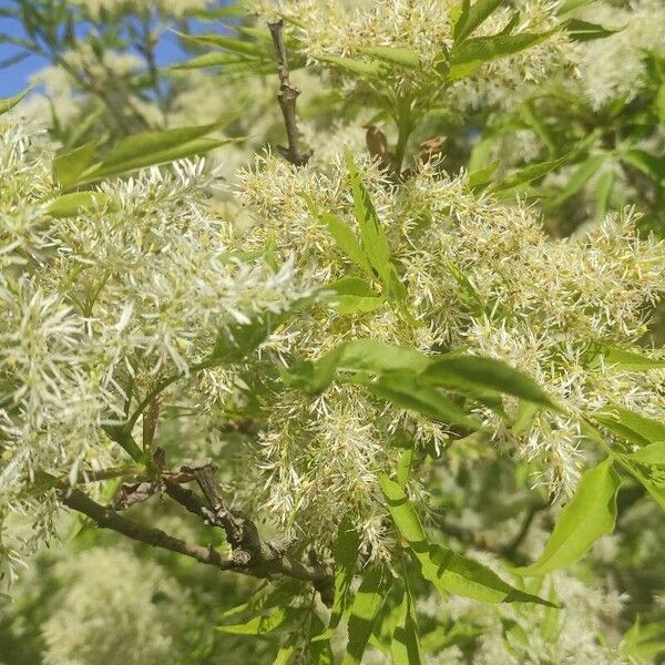 Fraxinus ornus Kukka