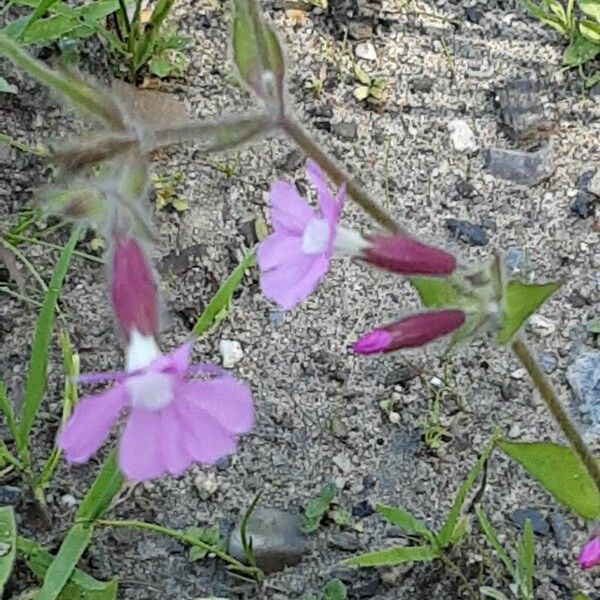 Silene pendula Flower