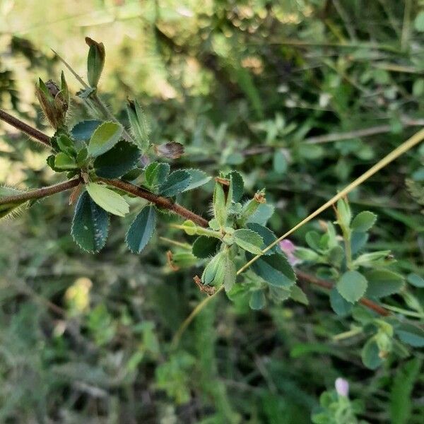 Ononis spinosa Leaf