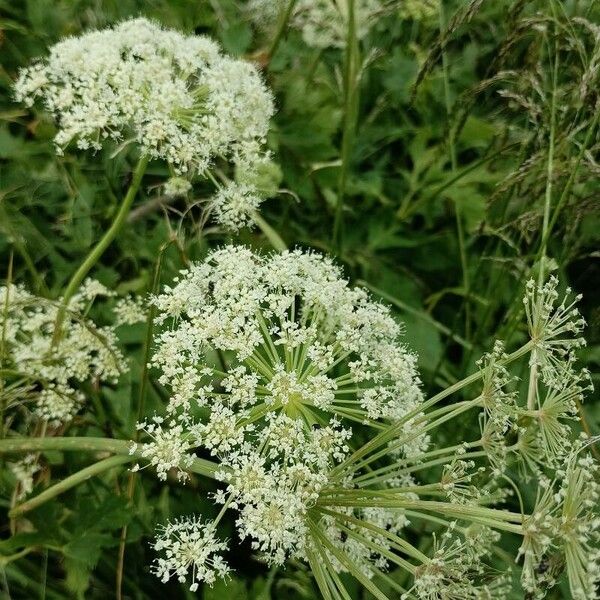 Peucedanum ostruthium Flower