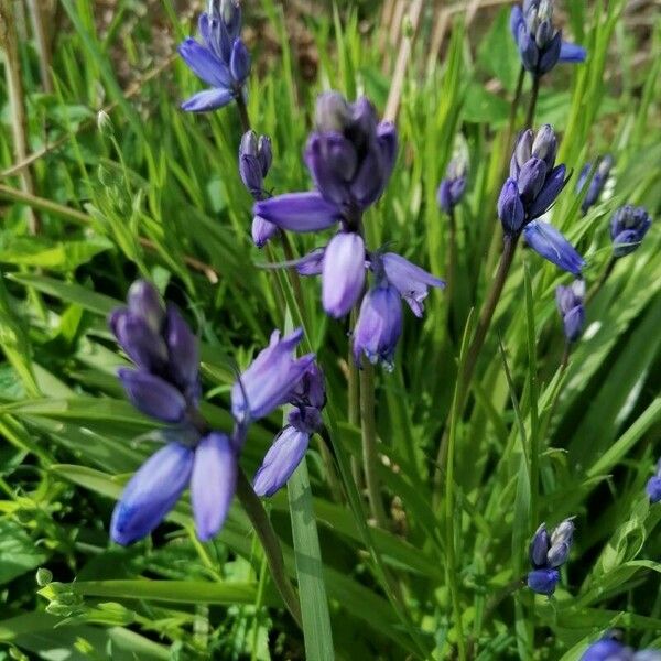 Hyacinthoides non-scripta Blodyn