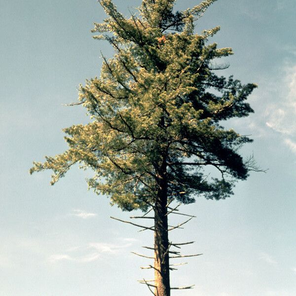 Pinus lambertiana Habitus