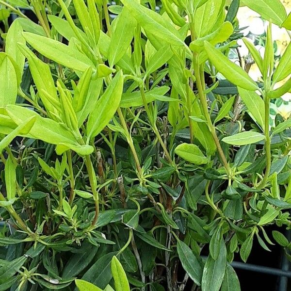 Kalmia angustifolia Celota