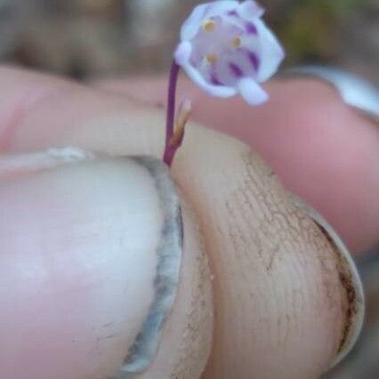 Apteria aphylla Kvet