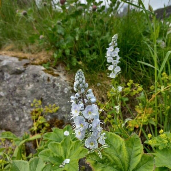 Veronica gentianoides 花