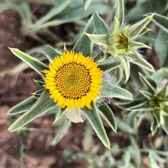 Pallenis spinosa Flor