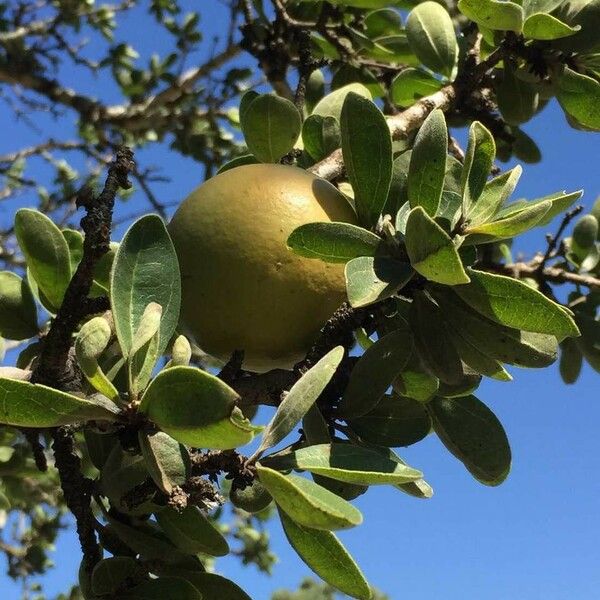 Strychnos madagascariensis Frukt