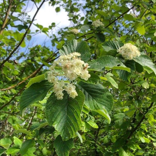 Sorbus aria Flower