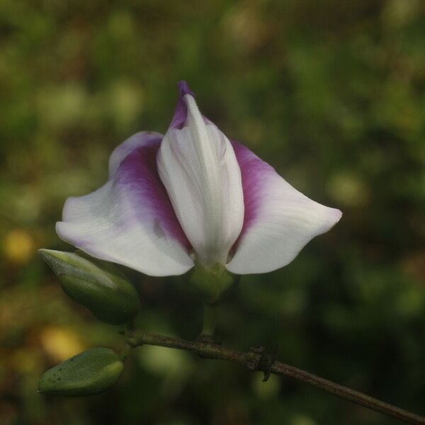 Centrosema plumieri Flor