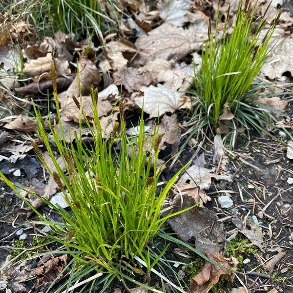 Carex pensylvanica Leaf