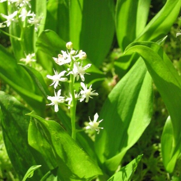 Maianthemum trifolium Žiedas