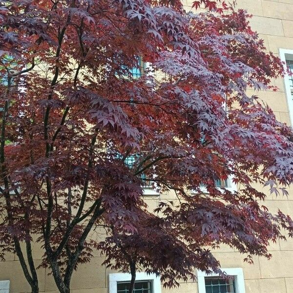 Acer palmatum Hoja