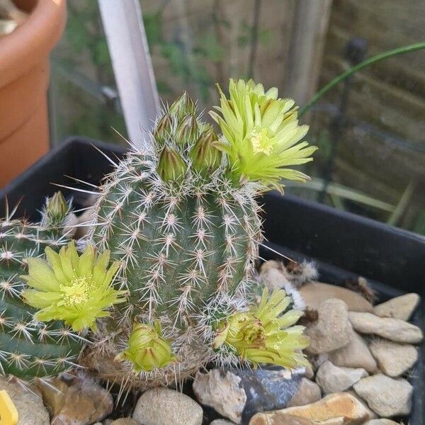 Echinocereus viridiflorus Lorea