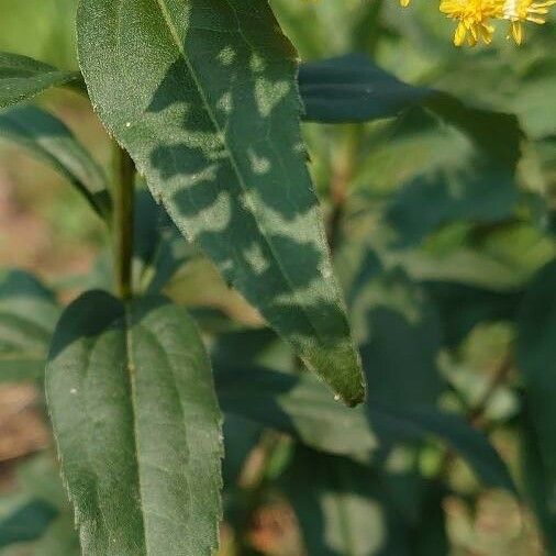 Solidago gigantea Лист