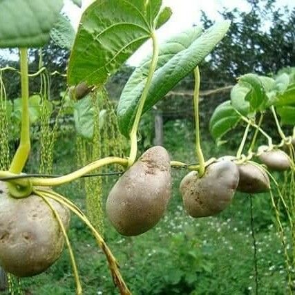 Dioscorea bulbifera Frucht