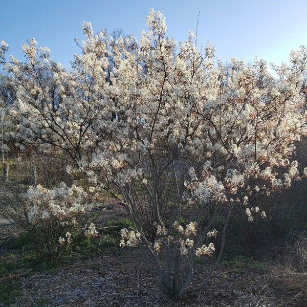 Amelanchier × lamarckii Habitat