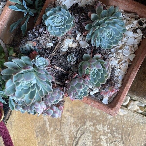 Echeveria elegans Fulla