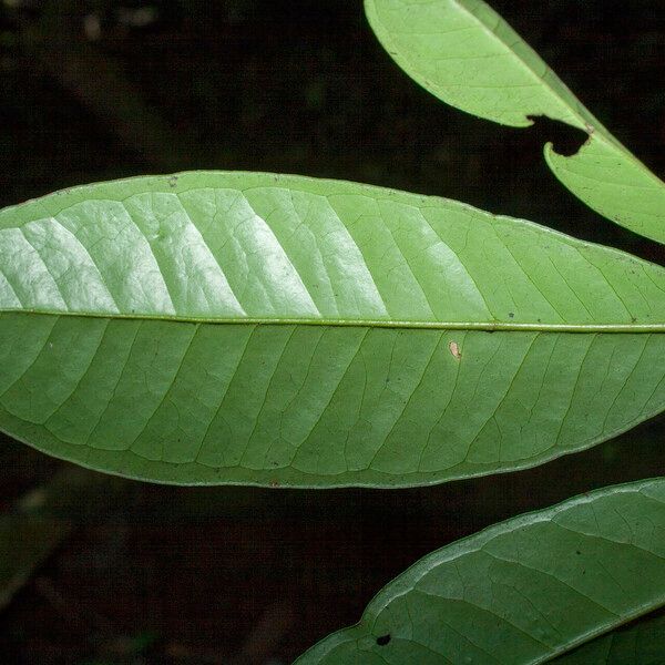 Eugenia stictopetala Leaf