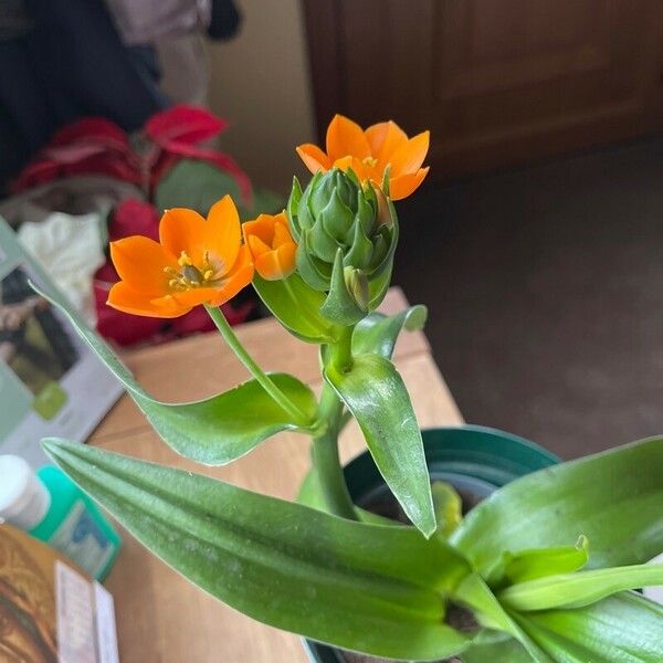 Ornithogalum dubium Flor