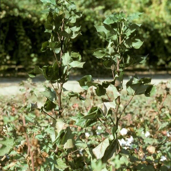 Gossypium herbaceum عادت